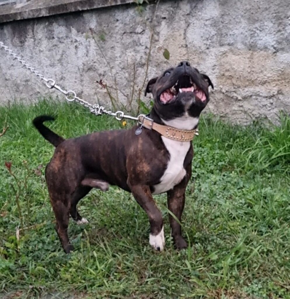 Staffordshire Bull Terrier cuccioli