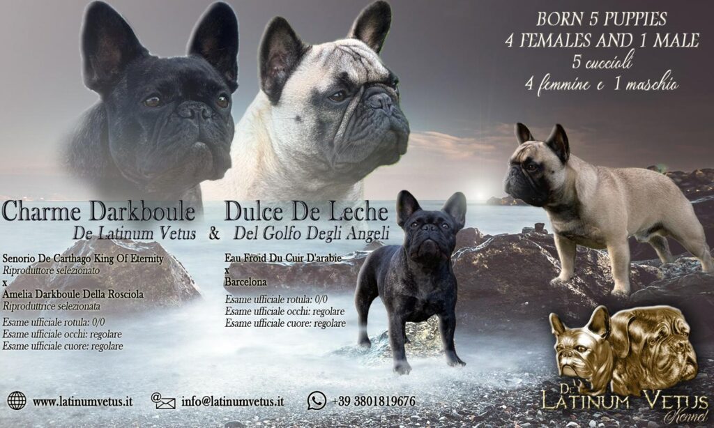 Cuccioli Bouledogue Francese