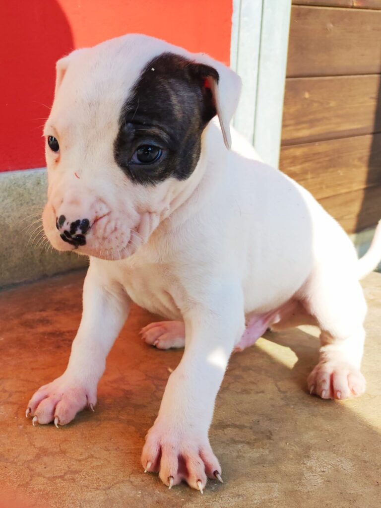 cuccioli di dogo argentino