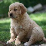 Cuccioli Golden Retriever Alta genealogia