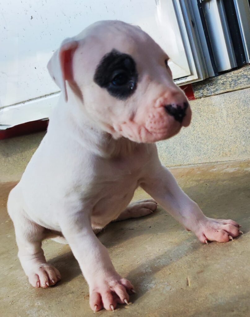 cuccioli di dogo argentino