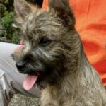 CAIRN TERRIER