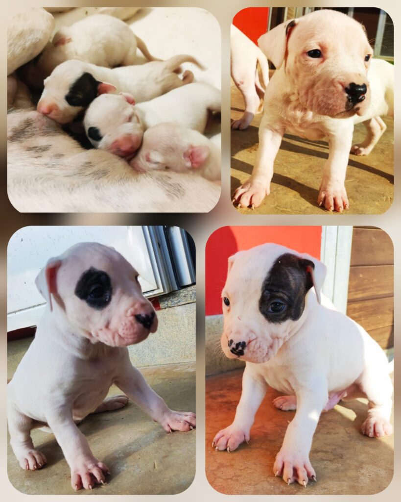 cuccioli di dogo argentino