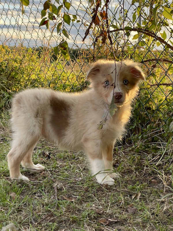 Cuccioli - Australian Shepherd/Pastore Australiano