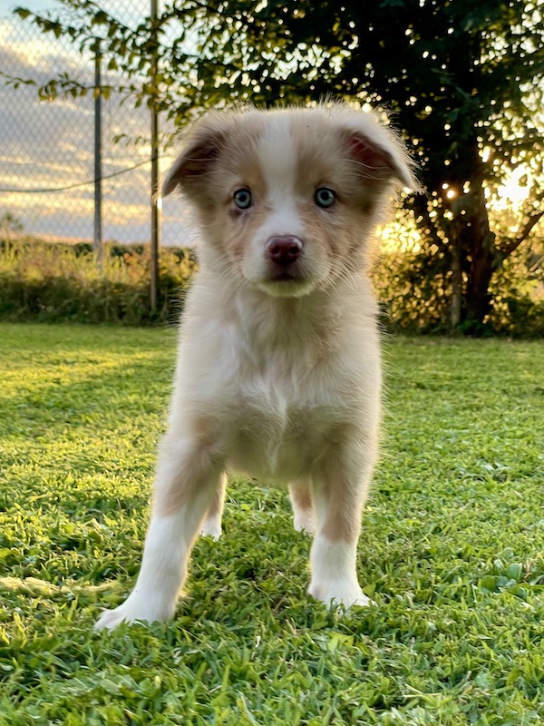 Cuccioli - Australian Shepherd/Pastore Australiano