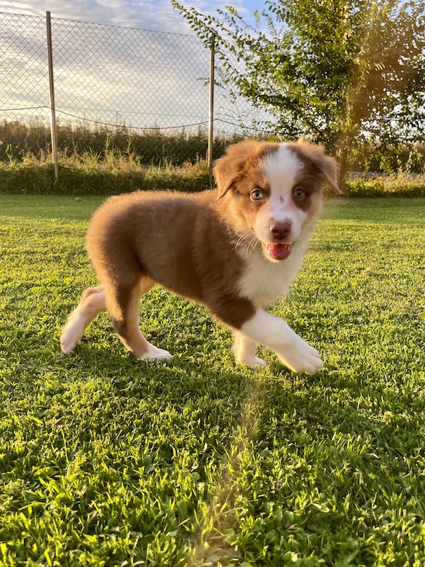 Cuccioli - Australian Shepherd/Pastore Australiano