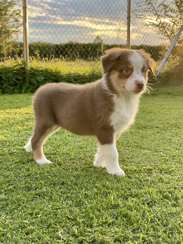 Cuccioli - Australian Shepherd/Pastore Australiano