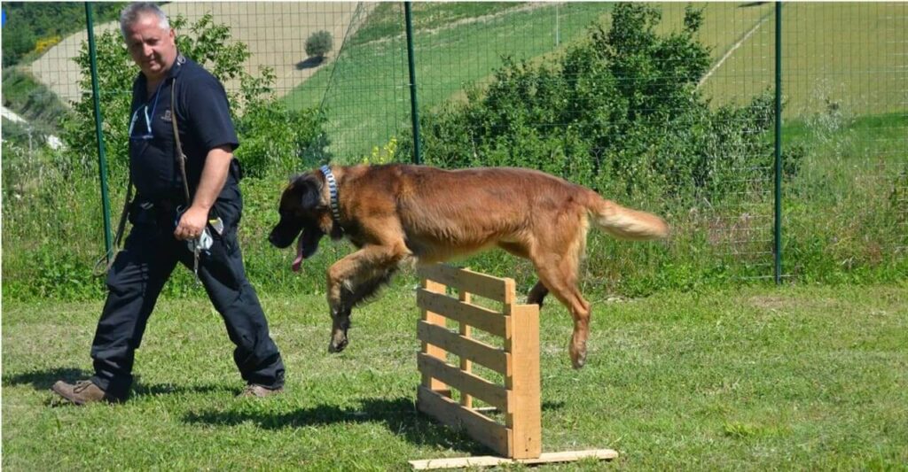 Centro Addestramento cani fermo Scentella