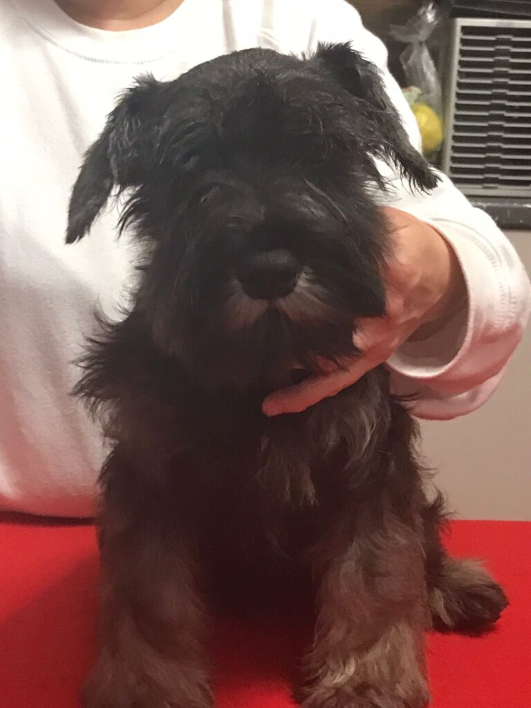 CUCCIOLATA DISPONIBILE ZWERGSCHNAUZER PEPE SALE