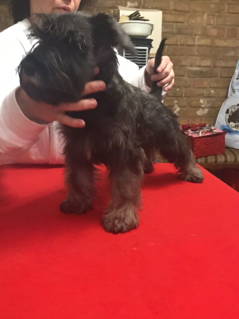 CUCCIOLATA DISPONIBILE ZWERGSCHNAUZER PEPE SALE