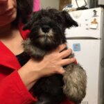 CUCCIOLATA DISPONIBILE ZWERGSCHNAUZER PEPE SALE