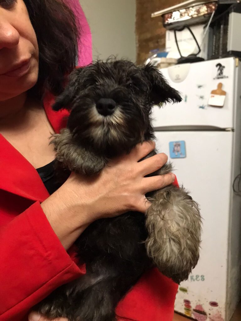 CUCCIOLATA DISPONIBILE ZWERGSCHNAUZER PEPE SALE