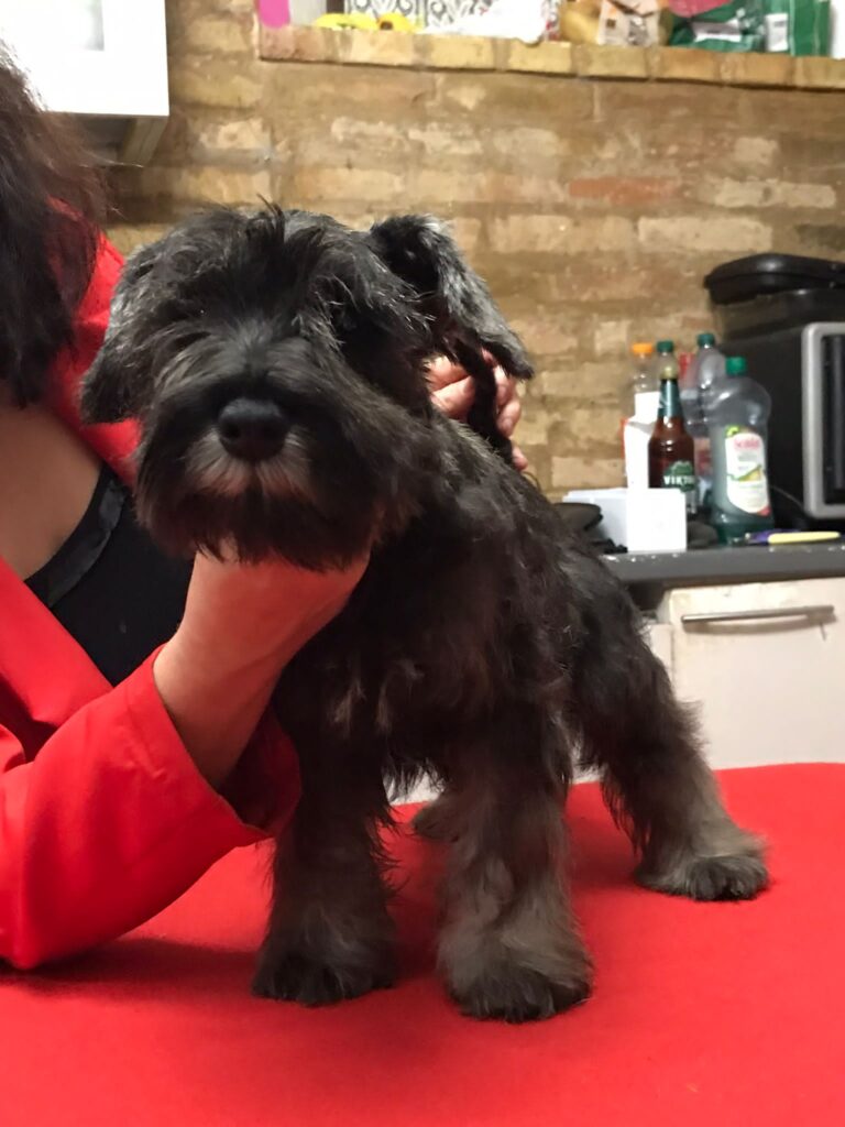 CUCCIOLATA DISPONIBILE ZWERGSCHNAUZER PEPE SALE