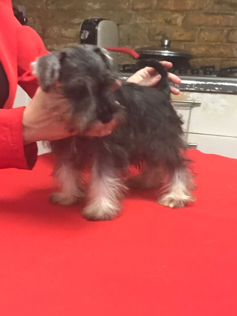 CUCCIOLATA DISPONIBILE ZWERGSCHNAUZER PEPE SALE