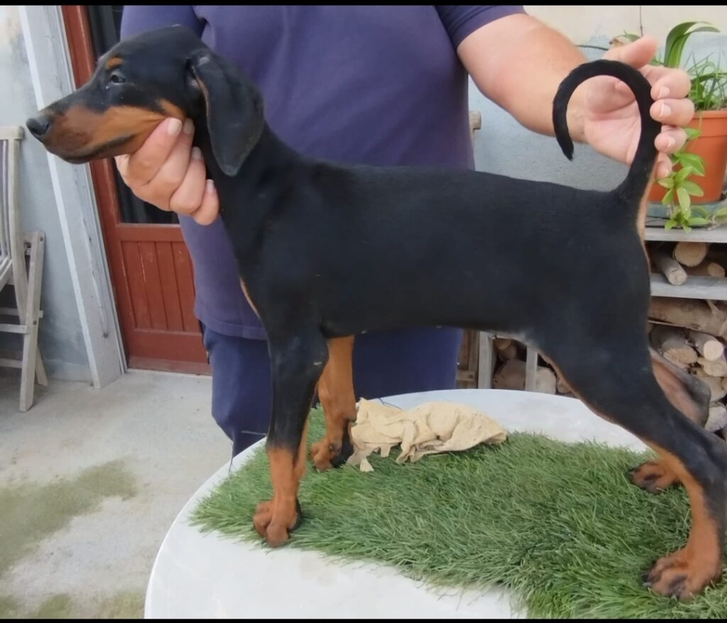 Cuccioli di dobermann