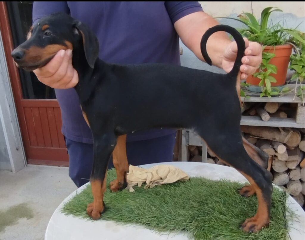 Cuccioli di dobermann