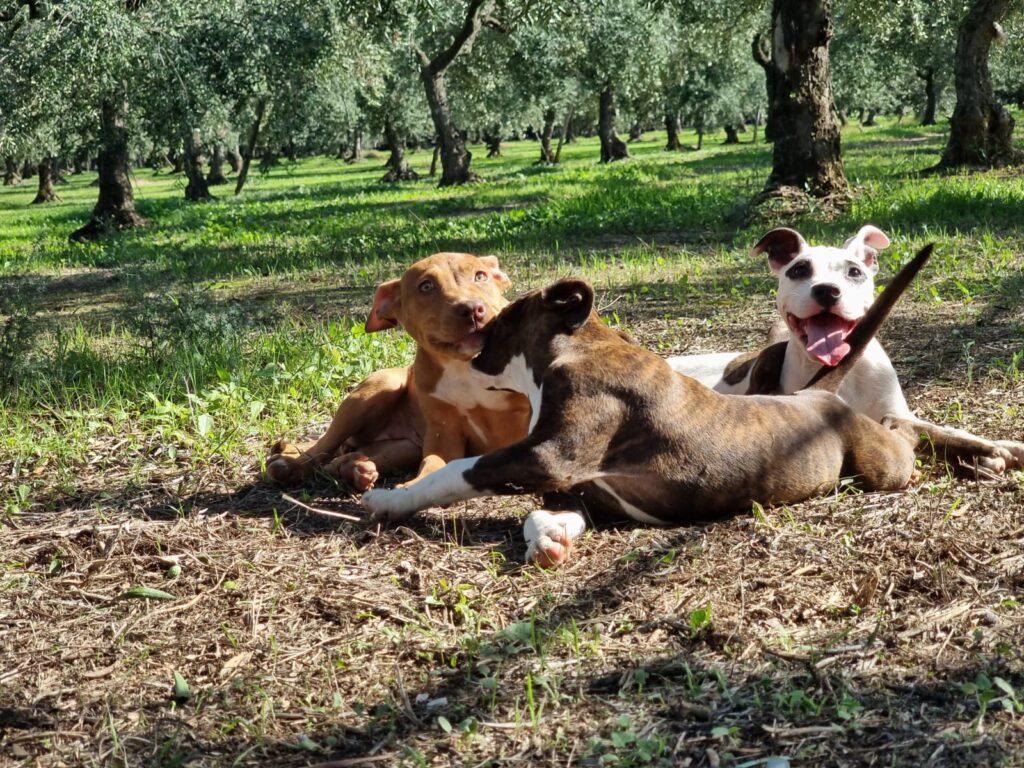 Cucciolo Amstaff con pedigree Bari Lecce Taranto Brindisi Foggia Puglia