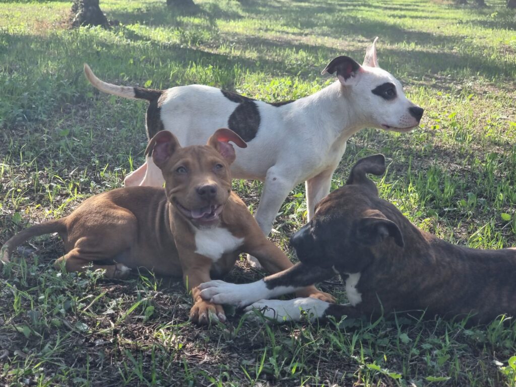 Cucciolo Amstaff con pedigree Bari Lecce Taranto Brindisi Foggia Puglia