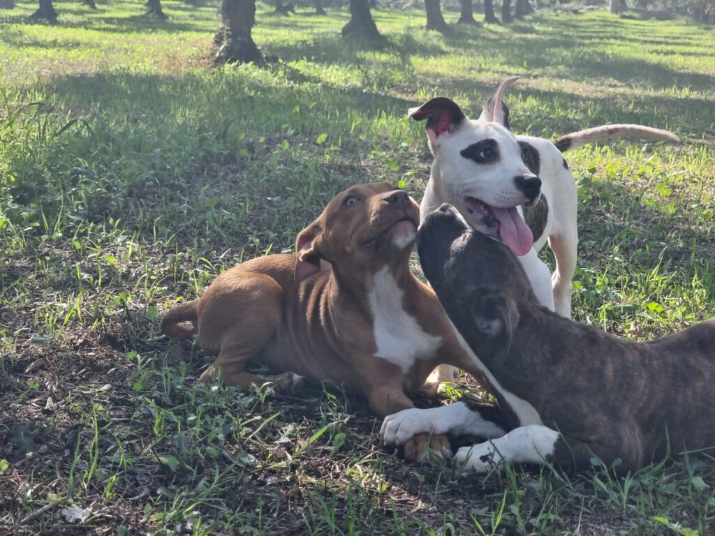 Cucciolo Amstaff con pedigree Bari Lecce Taranto Brindisi Foggia Puglia