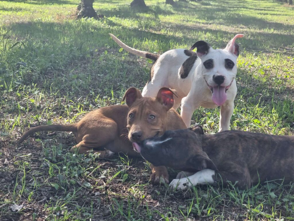 Cucciolo Amstaff con pedigree Bari Lecce Taranto Brindisi Foggia Puglia