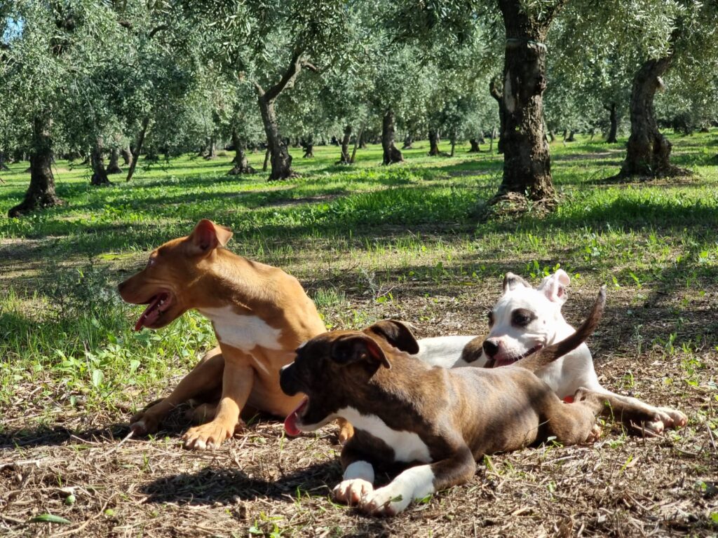 Cucciolo Amstaff con pedigree Bari Lecce Taranto Brindisi Foggia Puglia