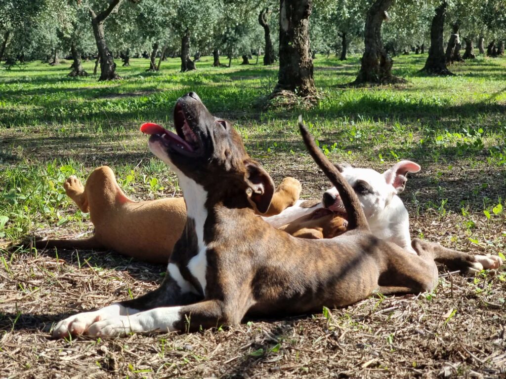 Cucciolo Amstaff con pedigree Bari Lecce Taranto Brindisi Foggia Puglia