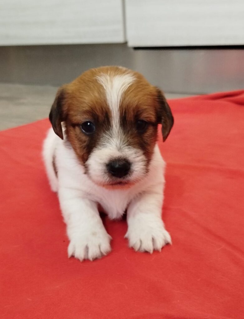 Cuccioli Jack Russell con Pedigree Pelo Lungo