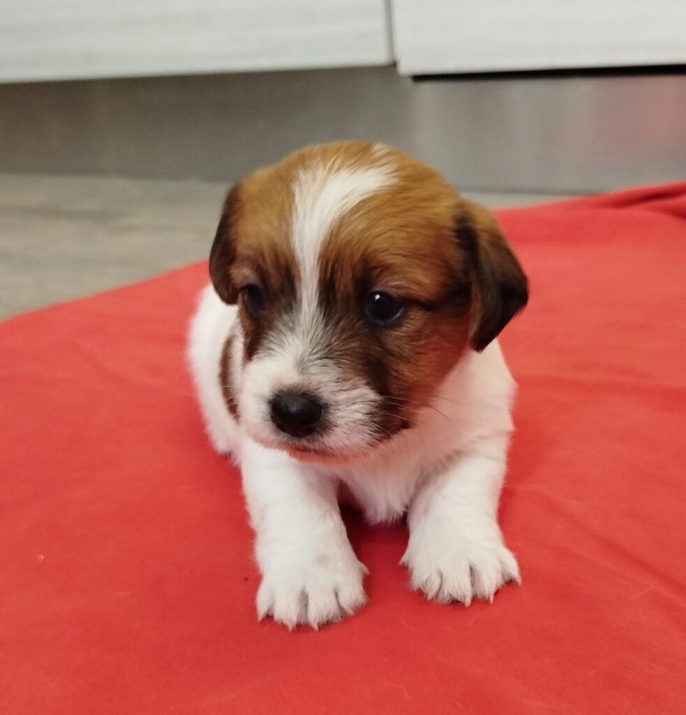 Cuccioli Jack Russell con Pedigree Pelo Lungo