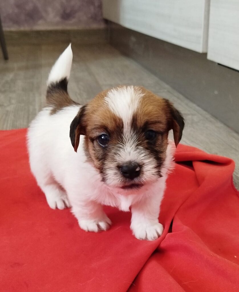 Cuccioli Jack Russell con Pedigree Pelo Lungo