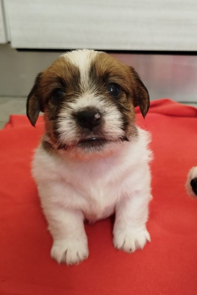 Cuccioli Jack Russell con Pedigree Pelo Lungo