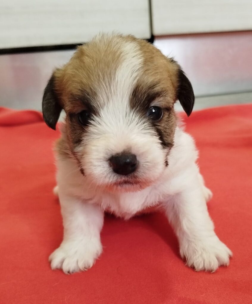 Cuccioli Jack Russell con Pedigree Pelo Lungo