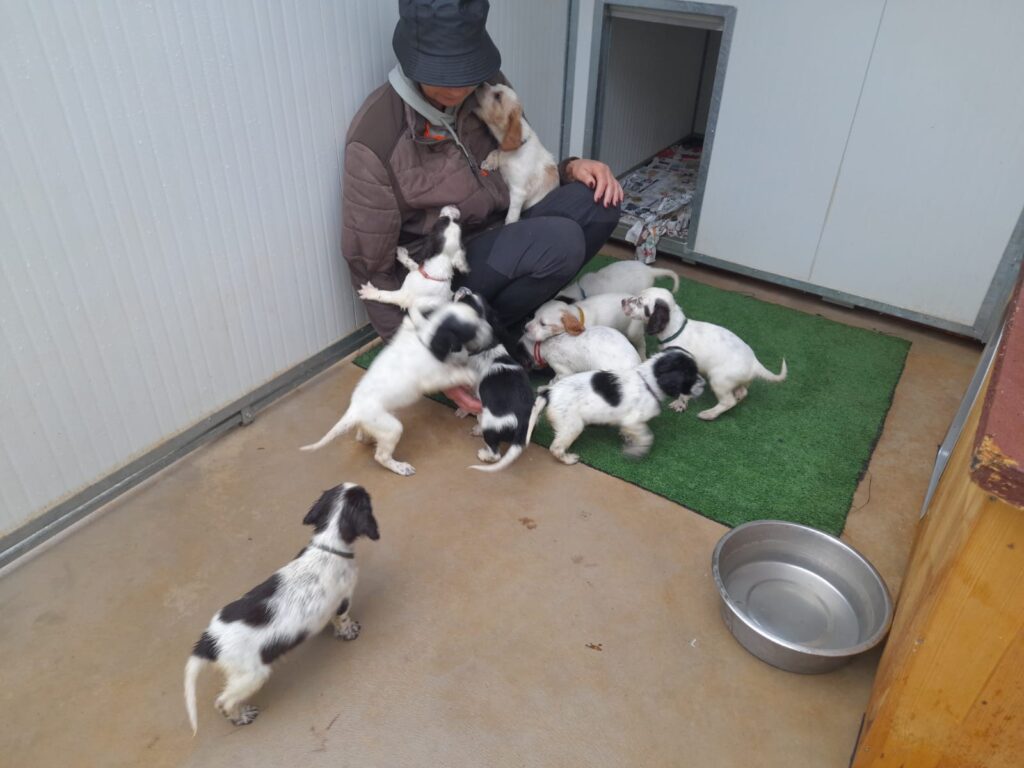 CUCCIOLATA DI SETTER INGLESE IN VENDITA