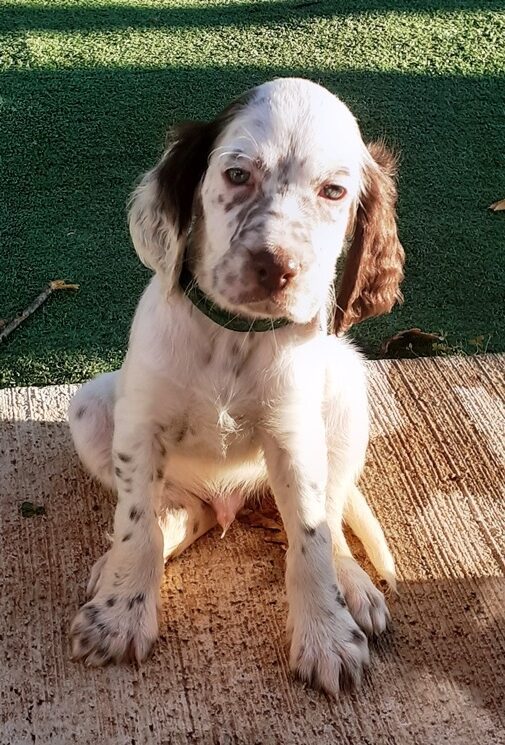 CUCCIOLATA DI SETTER INGLESE IN VENDITA