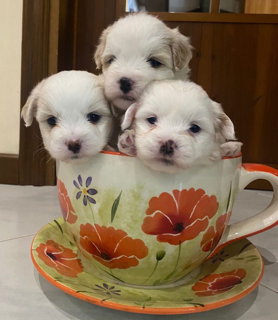 Coton de Tulear