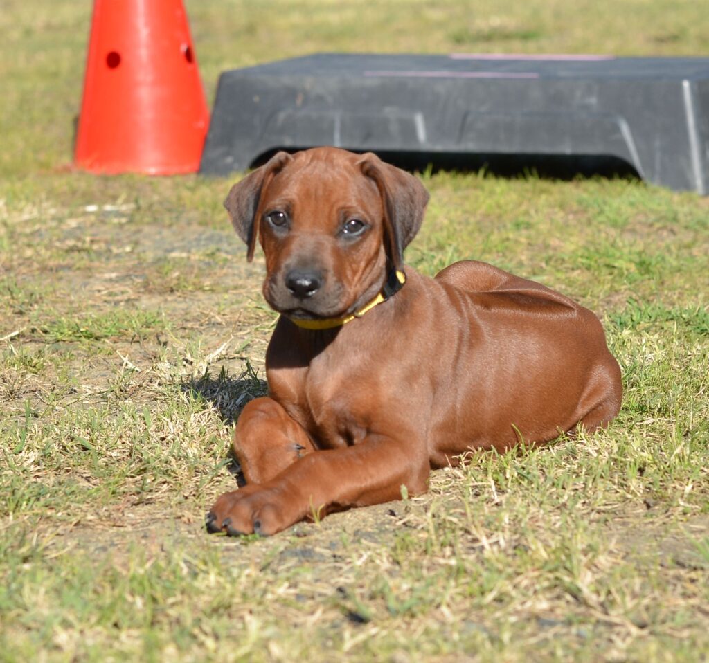 cuccioli di Rhodesian Ridgeback