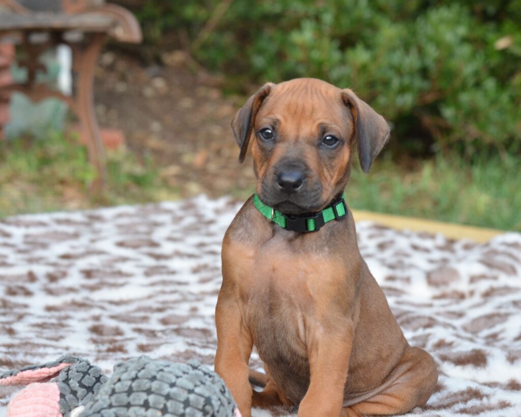 cuccioli di Rhodesian Ridgeback