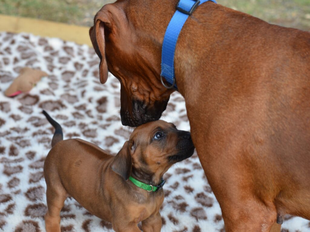 cuccioli di Rhodesian Ridgeback