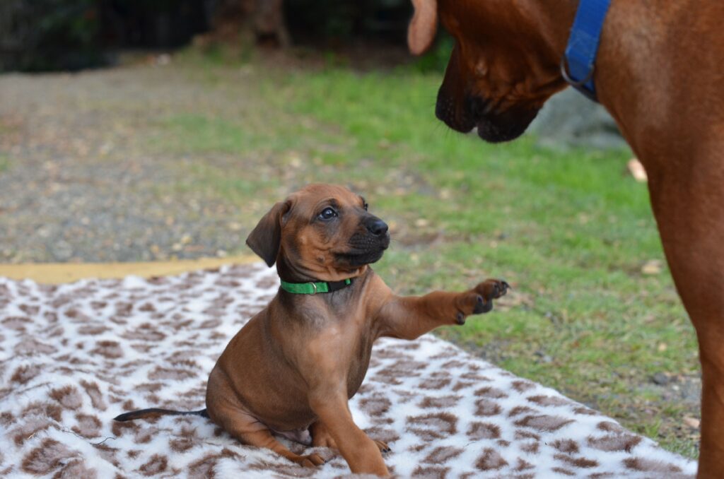 cuccioli di Rhodesian Ridgeback