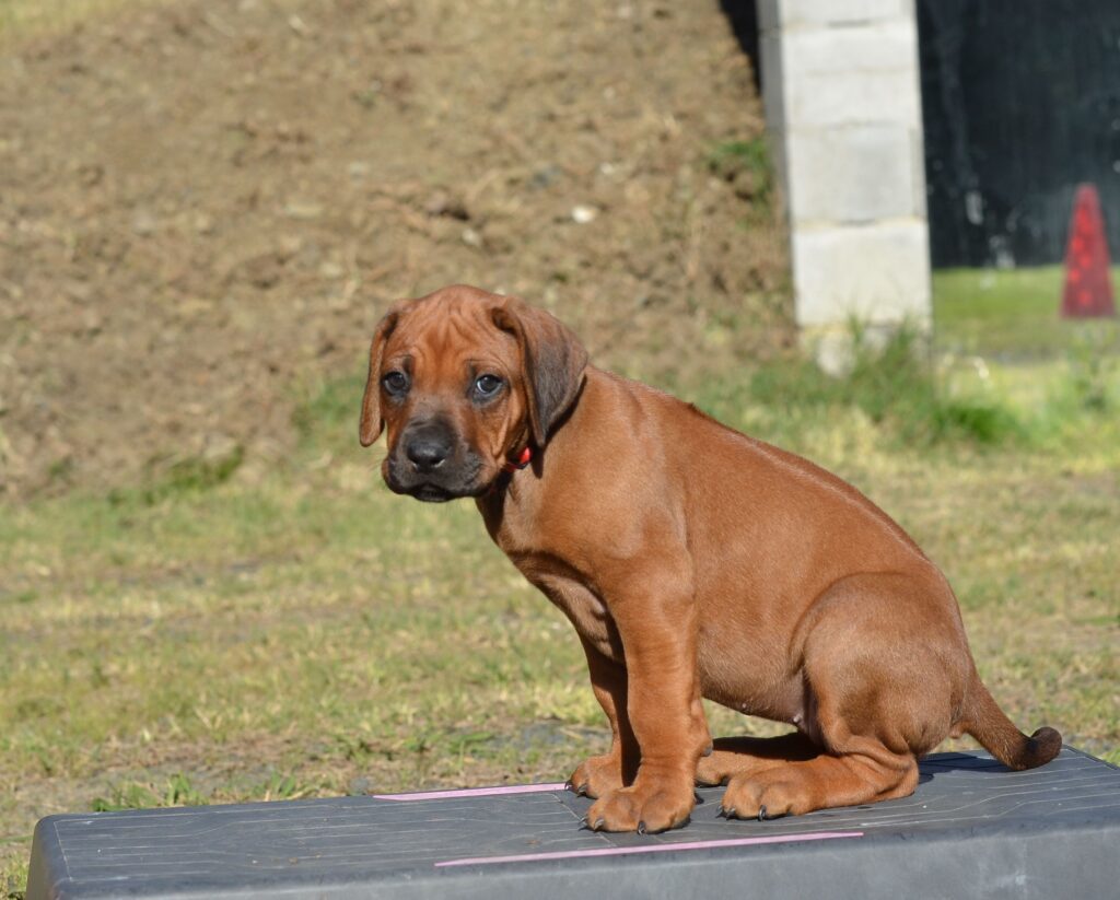 cuccioli di Rhodesian Ridgeback