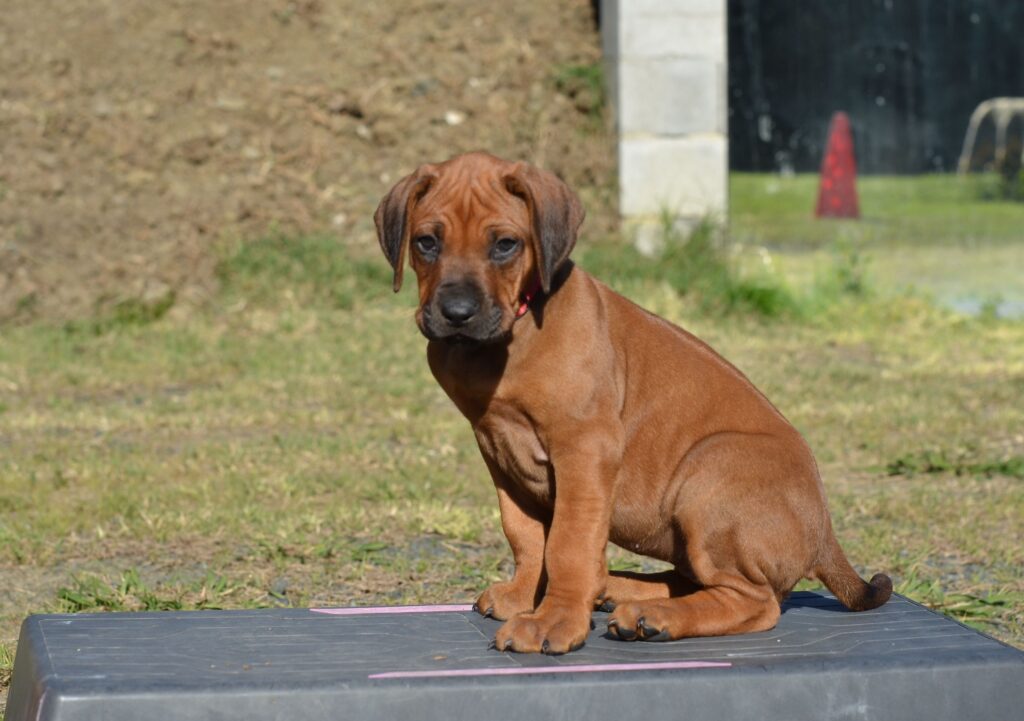 cuccioli di Rhodesian Ridgeback