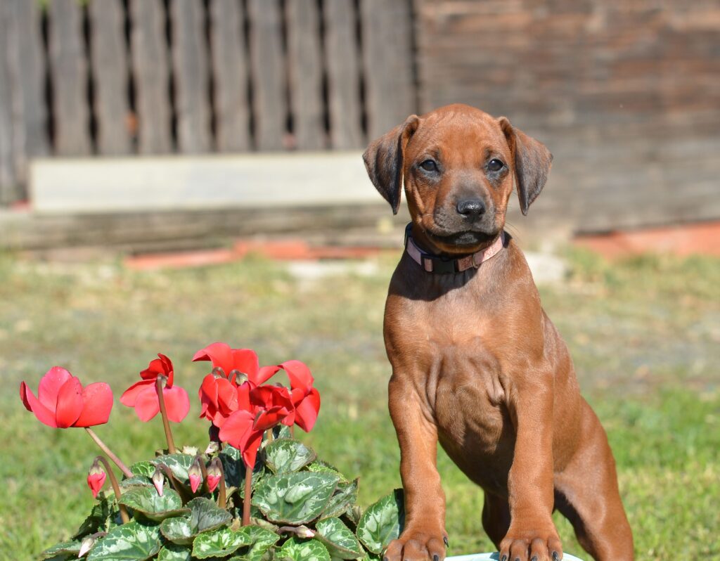 cuccioli di Rhodesian Ridgeback