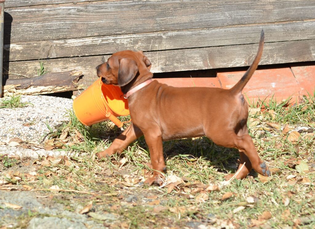 cuccioli di Rhodesian Ridgeback