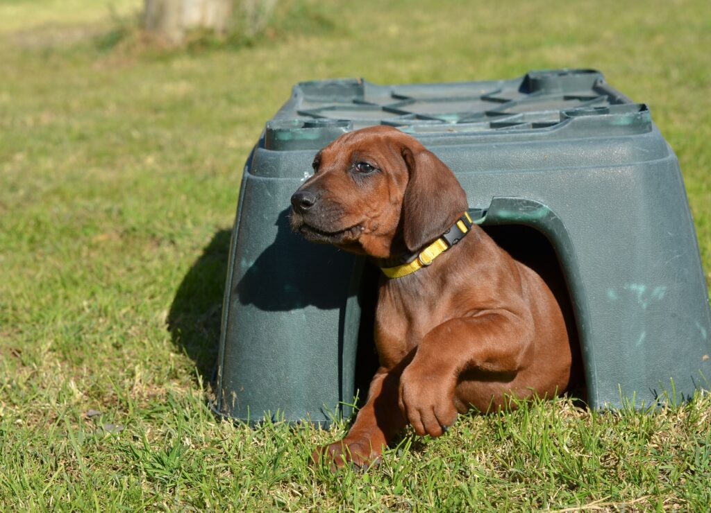 cuccioli di Rhodesian Ridgeback