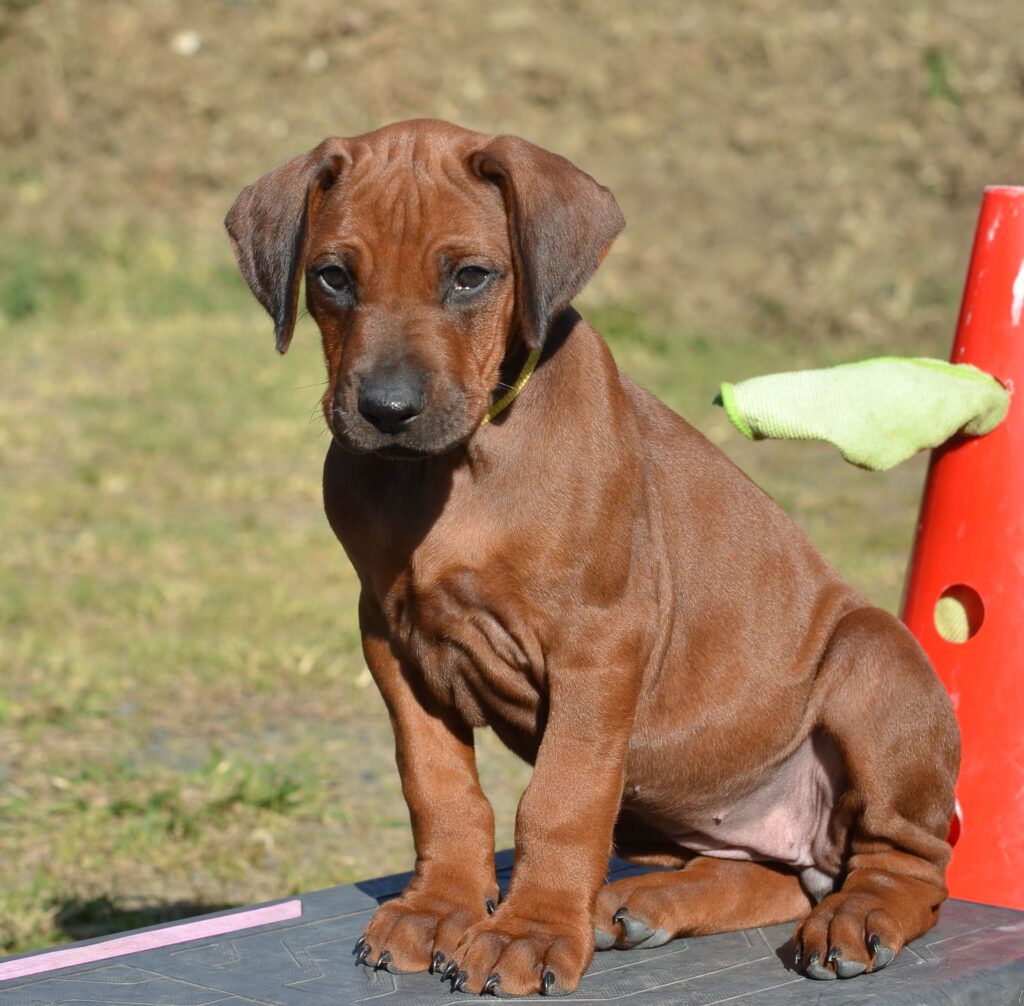 cuccioli di Rhodesian Ridgeback