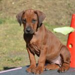 cuccioli di Rhodesian Ridgeback