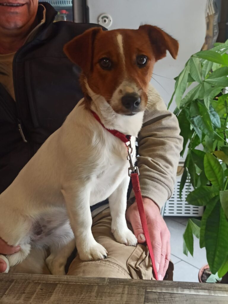 Cucciolo Jack Russell Femmina con Pedigree