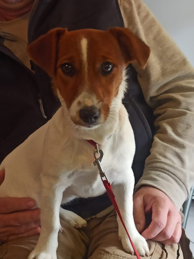 Cucciolo Jack Russell Femmina con Pedigree