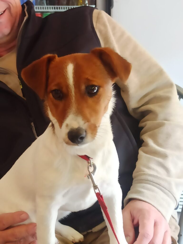 Cucciolo Jack Russell Femmina con Pedigree