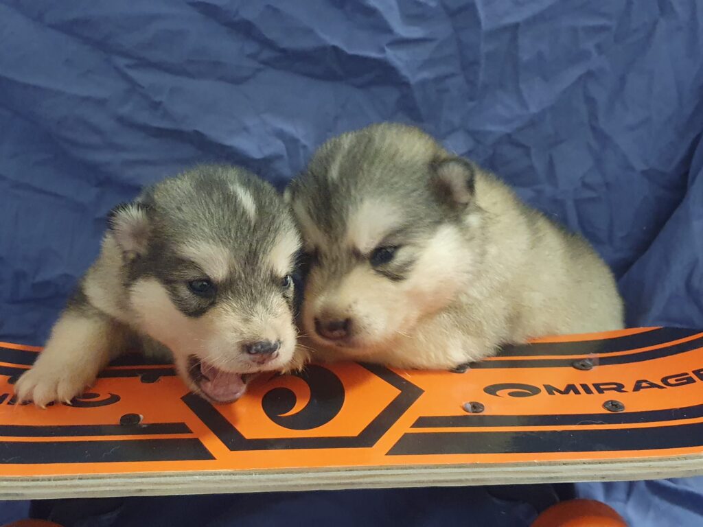 Alaskan Malamute cuccioli