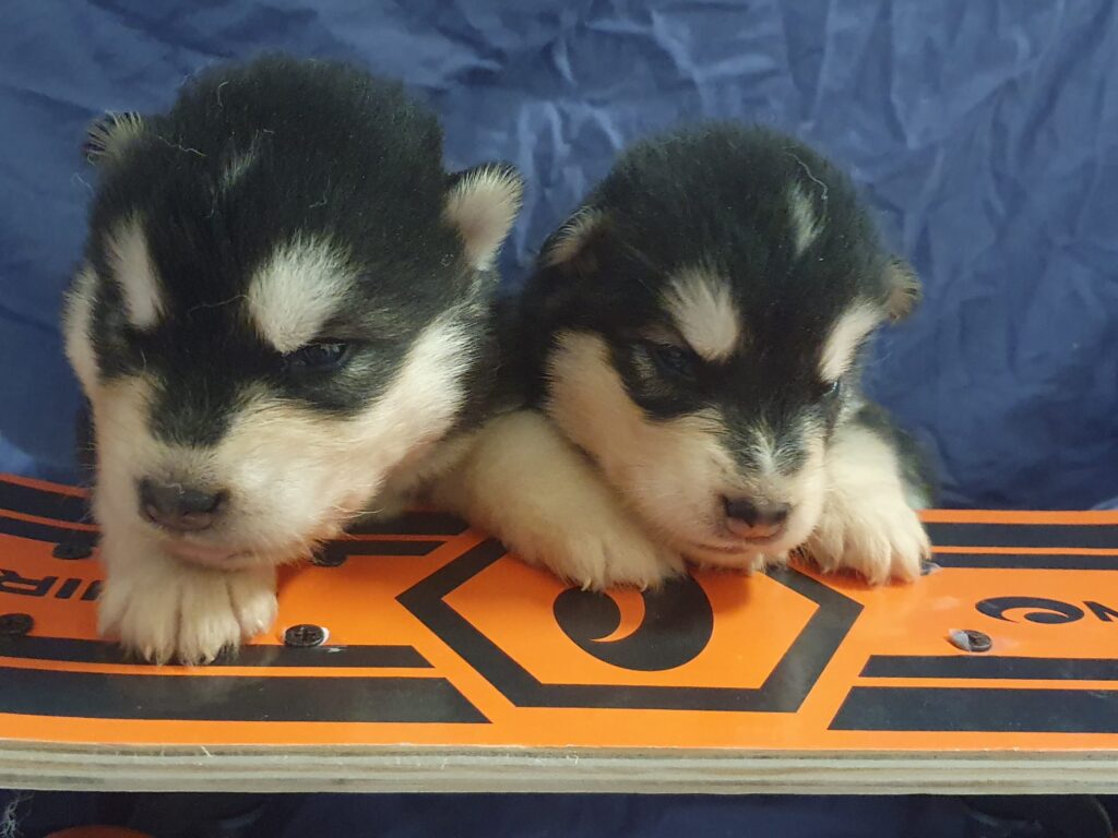 Alaskan Malamute cuccioli